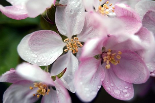 蘋果花