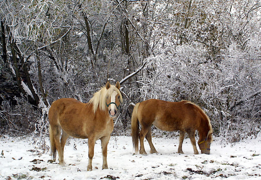 在winterkoppel Haflinger