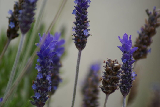 薰衣草