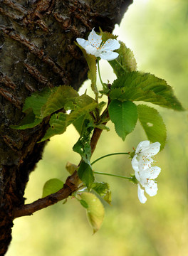 櫻花盛開(kāi)的時(shí)刻