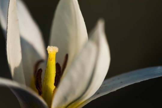 花卉
