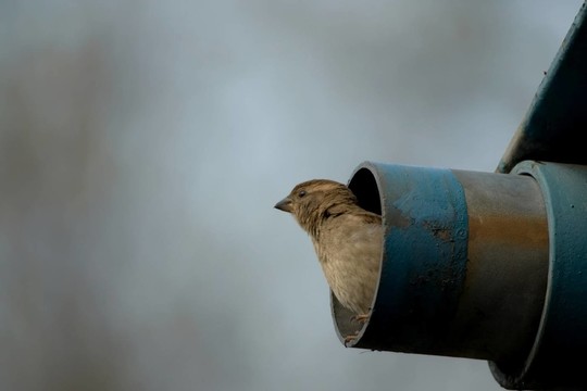 rohrspatz