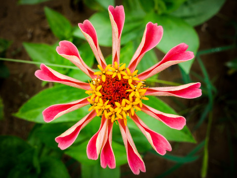 花卉