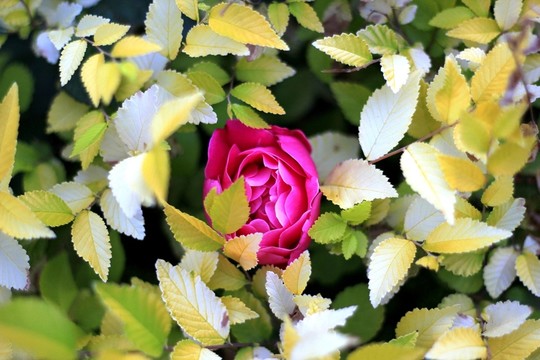 玫瑰花