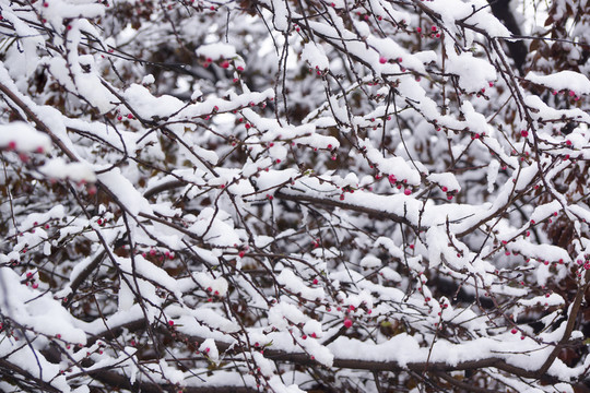 雪中梅