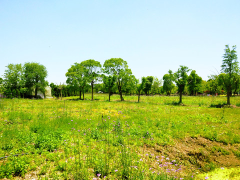 荒野草地