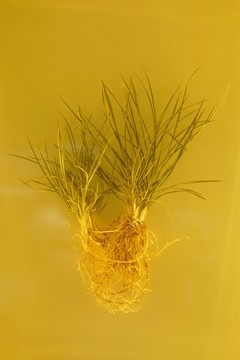 廣東省博物館 植物 中醫(yī) 中藥