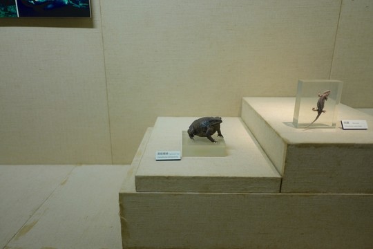 廣東省博物館 動物標(biāo)本 博物館