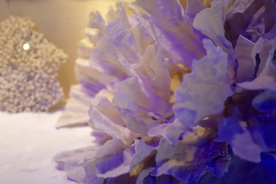 廣東省博物館 海洋生物 標(biāo)本