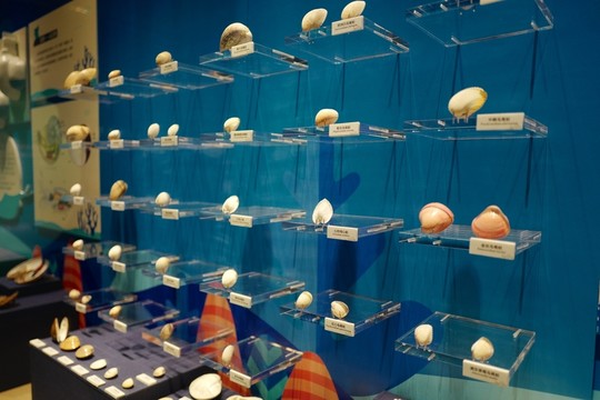 廣東省博物館 海洋生物 貝殼類
