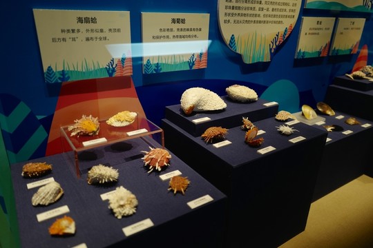 廣東省博物館 海洋生物 貝殼類