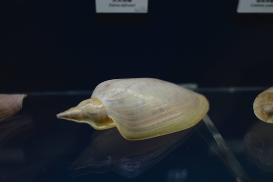 廣東省博物館 海洋生物 貝殼類