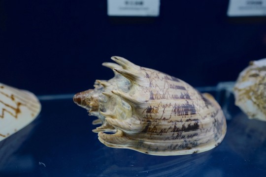 廣東省博物館 海洋生物 貝殼類