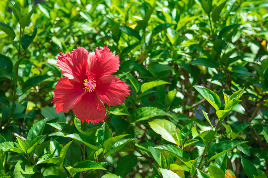 大紅花