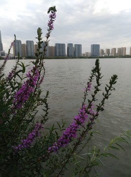 鮮花