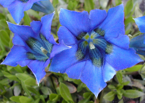 藍(lán)色花園