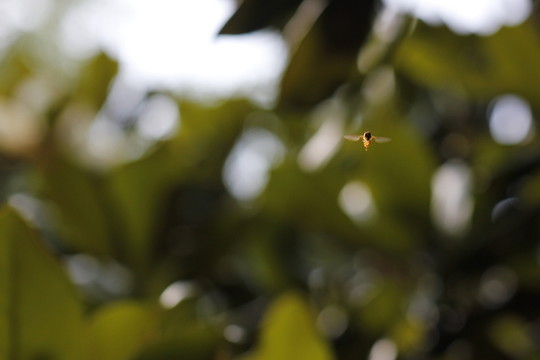 蜜蜂