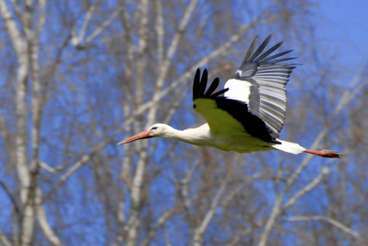 鳥