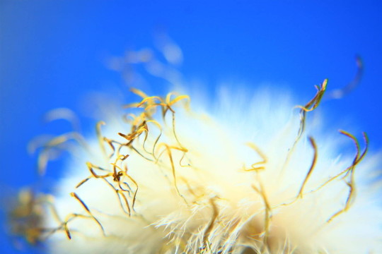 蒲公英