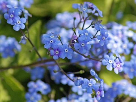 藍色的光芒