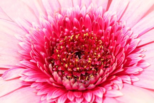 gerberablüTE