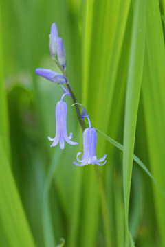 藍色的光芒