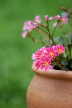雛菊