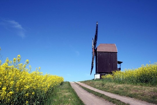 bockwindmü處理3