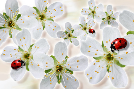 flowerpower