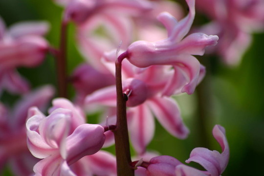花的
