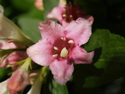 styriaca錦帶花