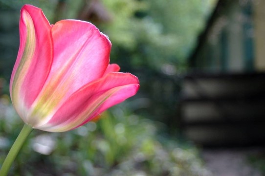 花園