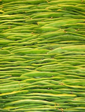 豌豆計(jì)數(shù)