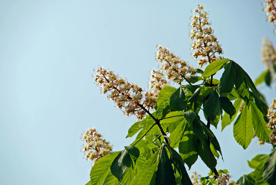樹綠