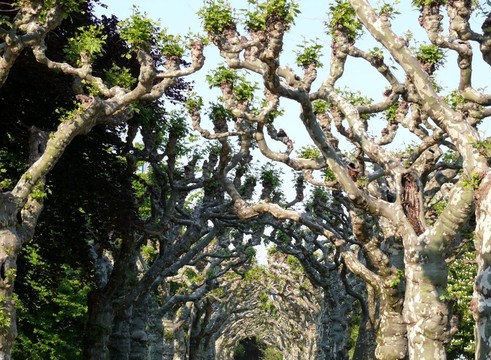 樹隧道