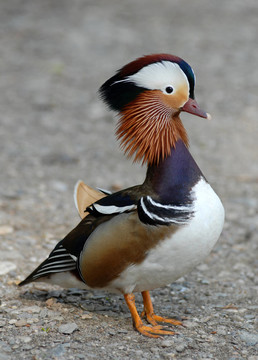 mandarinente