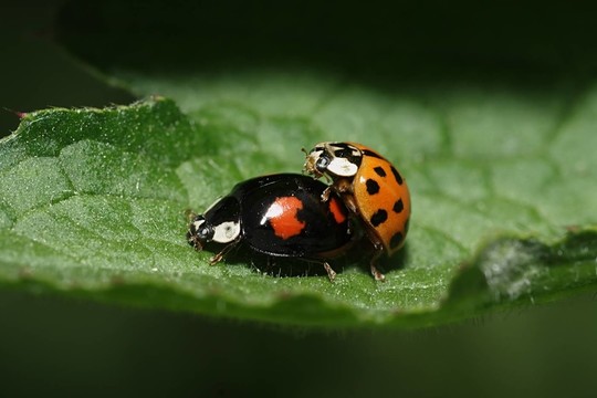 昆蟲