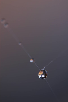 蜘蛛網(wǎng)上的露珠