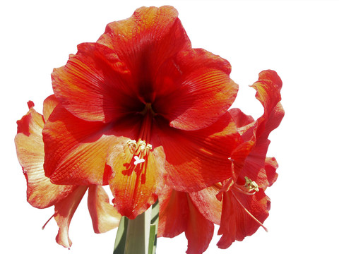 ritterstern，armaryllis