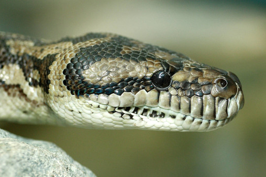 莫雷利亞spilota