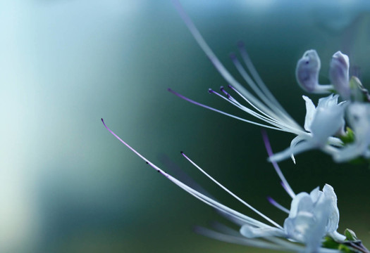 ortosiphon aristatus