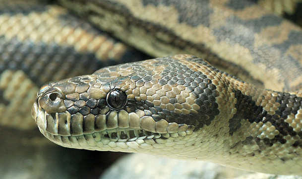 莫雷利亞spilota II