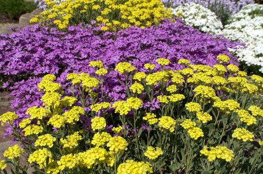 庭薺和polsterphlox