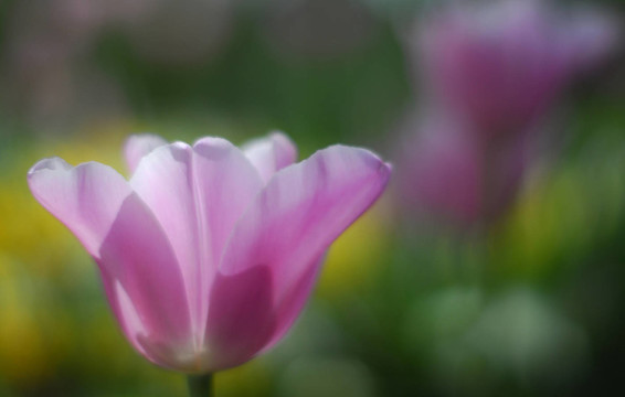 花卉