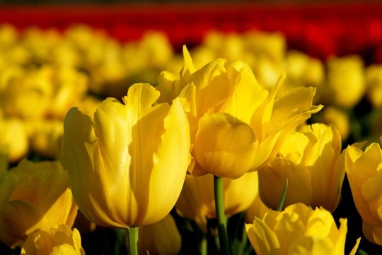 在tulpenfeld