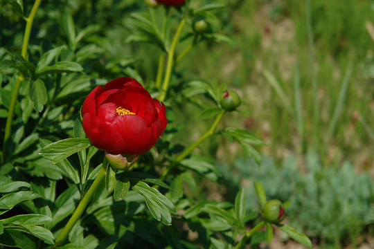 花卉
