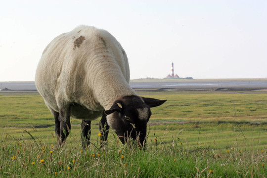 在燈塔前羊westerhever