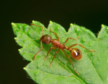 Myrmica楊梅