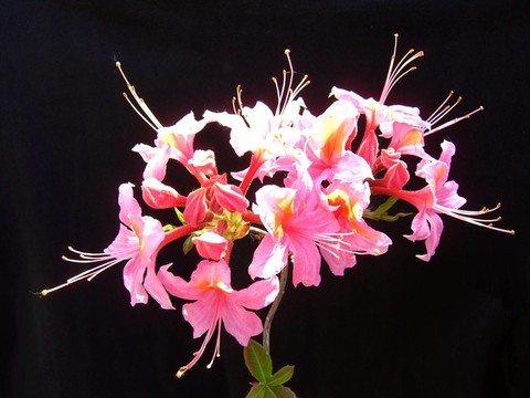 azalea 02