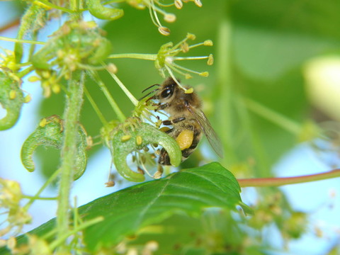 動(dòng)物